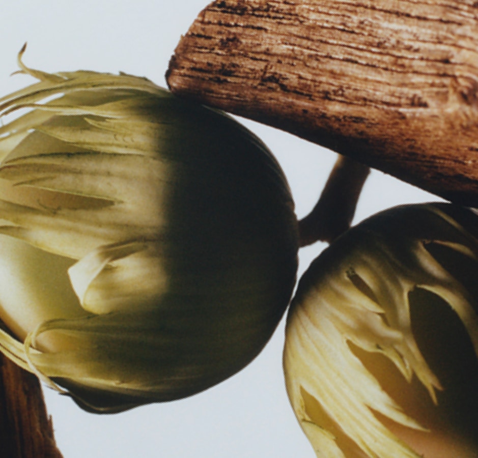 Add a burst of freshness with English Oak & Hazelnut