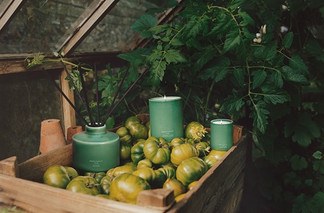 Shop Tomatoes For Your Home