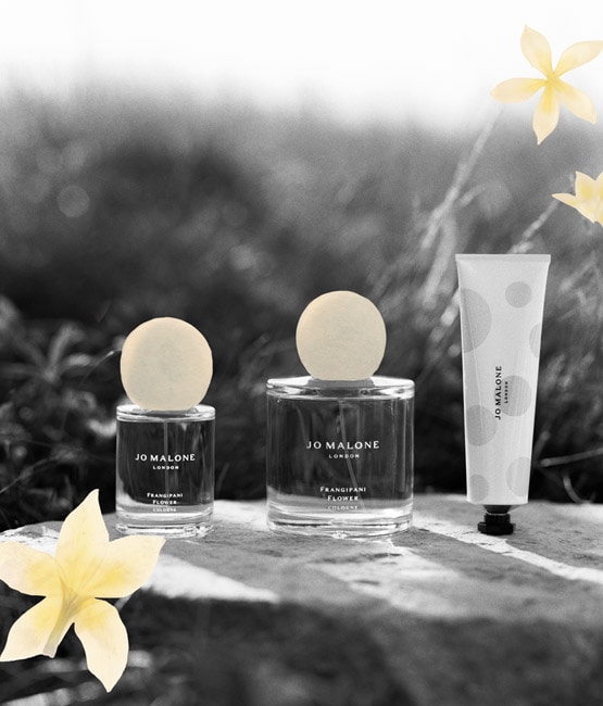 Frangipani Flower Returns