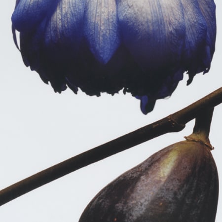 Fig & Lotus Flower