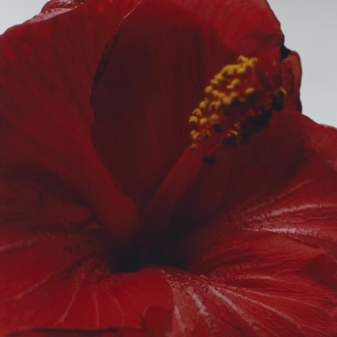 Red Hibiscus